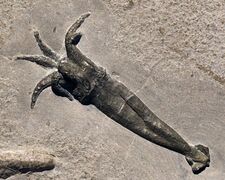 Fossil Rhomboteuthis from the Lower Callovian ( 164 Myaح.  164 Mya, middle Jurassic) of La Voulte-sur-Rhône, France