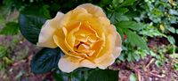 A bright yellow rose in Radovanu, Romania