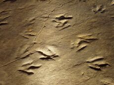 Dinosaur State Park (Rocky Hill, CT) - close-up.JPG