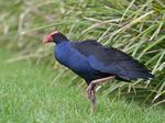 Purple Swamp Hen Wollongong.jpg