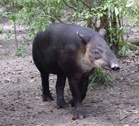 Tapir (Tapirus bairdii)
