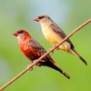 A pair of Red avadavat (Amandava amandava) Photograph by Shantanu Kuveskar.jpg