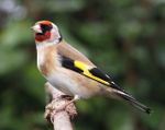 Carduelis carduelis close up.jpg