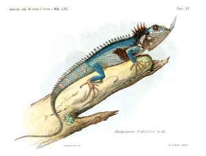 Harpesaurus modiglianii – Baliani, 1933.png