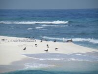 Farasan banks Saudi Arabia - panoramio.jpg