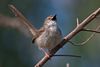 Graceful prinia.jpg