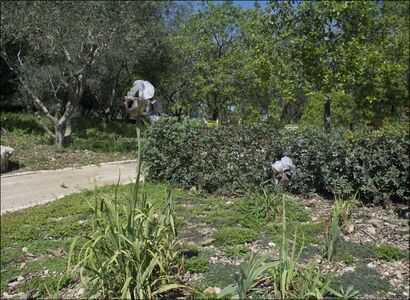 אירוס החרמון בגן האירוסים של רמת הנדיב