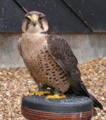 Lanner Falcon 800.jpg