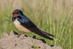 Rauchschwalbe Hirundo rustica.jpg