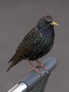 Toulouse - Sturnus vulgaris - 2012-02-26 - 3.jpg