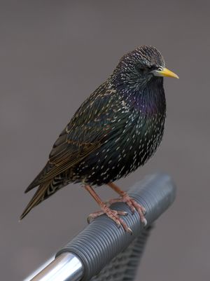 Common starling