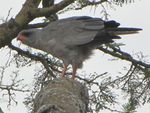 Dark Chanting Goshawk.jpg