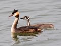 Juvenile with adult