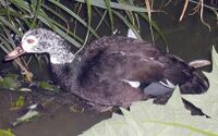 White-winged.wood.duck.arp.jpg