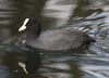 Fulica atra southampton.JPG