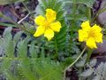 Argentina (segregate) e.g. Silverweed Cinquefoil (A. anserina)