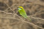 Green Bee-Eater.jpg