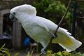 Cacatua alba -Pairi Daiza, Hainaut, Belgium-8a.jpg