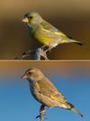 European Greenfinch male female.jpg