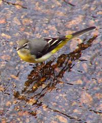 Grey Wagtail.jpg