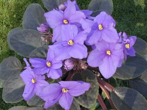 Purple African Violet Top.JPG