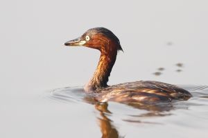 Tachybaptus ruficollis - Bueng Boraphet.jpg