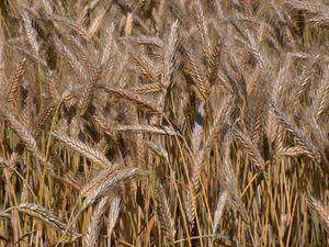 Triticale.jpg