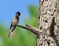 Black bulbul (Hypsipetes leucocephalus)