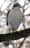 Northern Goshawk ad M2.jpg