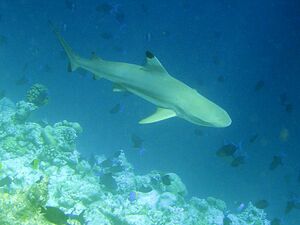 Carcharhinus melanopterus2.jpg