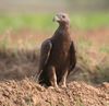 Oriental Honey-buzzard (Male) I IMG 9740.jpg