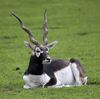 Blackbuck 2.jpg