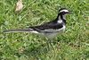 African pied wagtail (Motacilla aguimp vidua).jpg