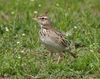 Crested Lark (Galerida cristata) at Sultanpur I Picture 118.jpg