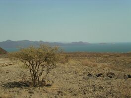 Lake turkana.jpg