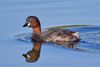 Little grebe Zwergtaucher.jpg