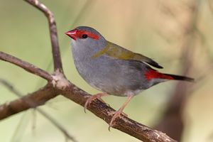 Red browed finch02.jpg