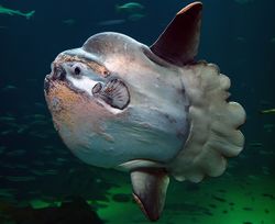 Sunfish2.jpg