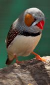 Taeniopygia guttata - front view - dundee wildlife park.jpg