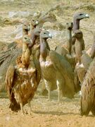 Flock of white-rumped vultures in India