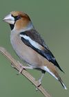 Coccothraustes coccothraustes Parco Della Piana around Firenze, Italy.jpg