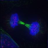 Telophase: Reversal of prophase and prometaphase events.