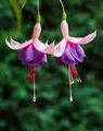 Fuchsia 'Cymon'