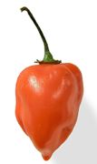 The habanero pepper