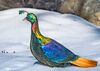 Himalayan Monal on Snow.jpg