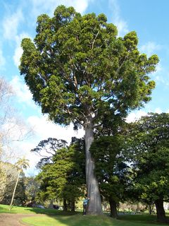 Agathis Robusta--Australian Kauri--y23---N20060927 184637.JPG