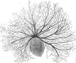 Oodinium, a genus of parasitic dinoflagellates, causes velvet disease in fish[84]