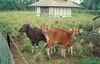 Bali cattle IPB Jonggol.jpg