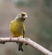 European greenfinch (Chloris chloris)