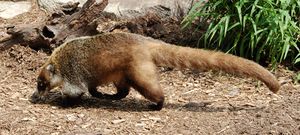 Coati Nasua narica Side 2212px.jpg